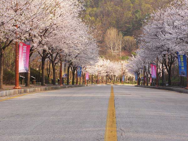 Apa Perlu Beli Asuransi Perjalanan ?